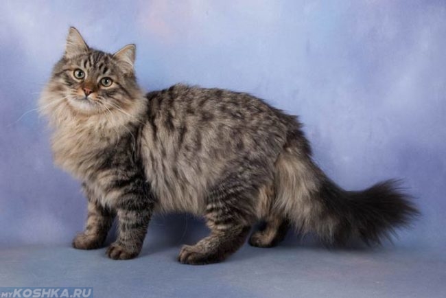 Пушистая сибирская кошка на голубом фоне
