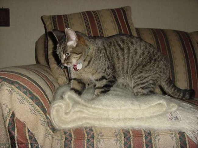 Полосатая кошка топчущая пушистый белый платок 