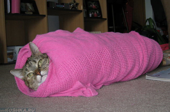 Кошка в тёплом розовом пледе после судороги