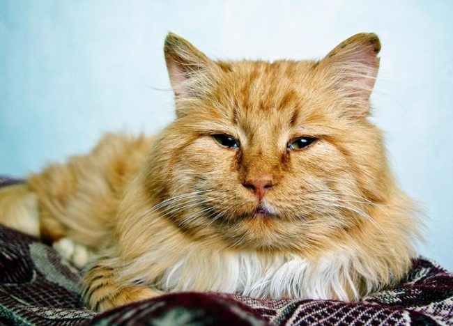 Пожилой рыжий кот на одеяле