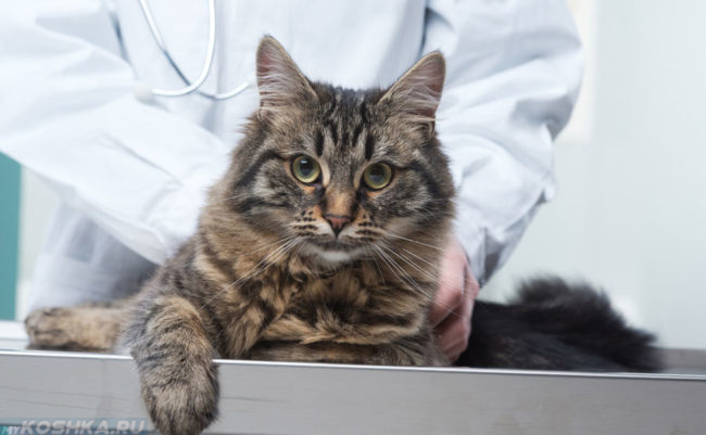 Кот лежит на приеме у врача