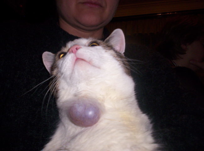 Большая опухоль на шее у кошки