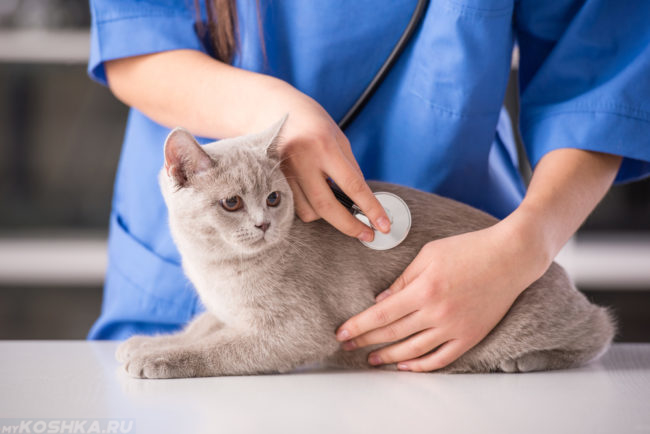Серый кот на приёме у ветеринара