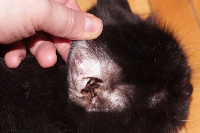 Гнойный процесс в ухе чёрного кота