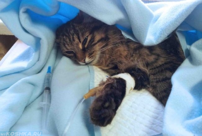 Катетер для кота в голубом одеяле