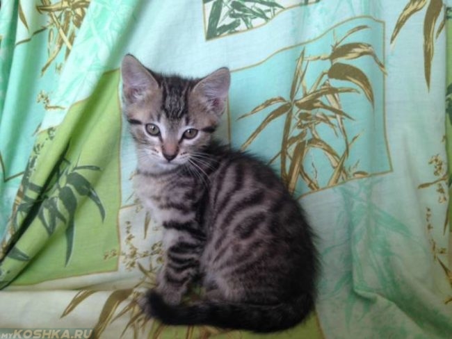 Молодая полосатая пушистая кошка