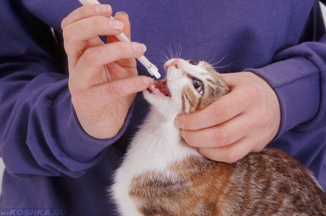 Средство против рвоты в шприце и кошка с открытым ртом