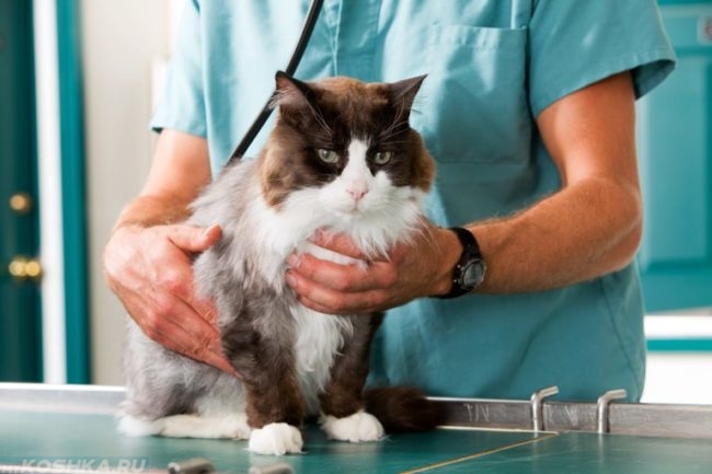 Пушистый кот у ветеринара