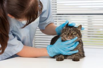 ветеринар осматривает кота