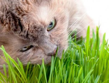 кошка ест траву