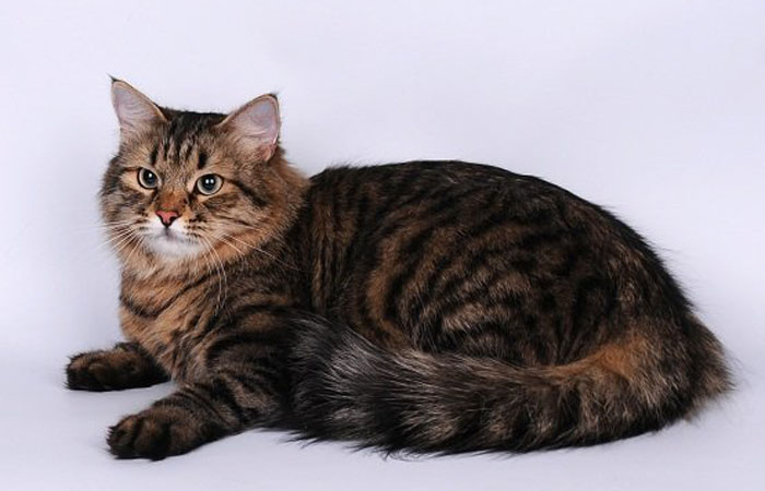 Тигровый окрас сибирской кошки