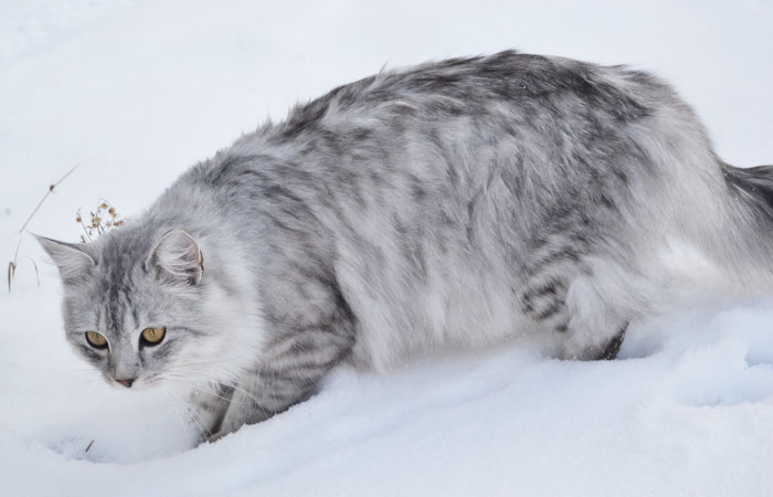 Мраморная сибирская кошка очень красиво смотрится на снегу