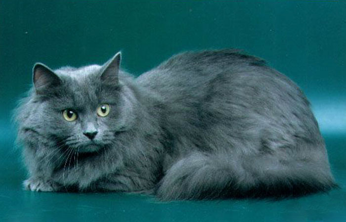 Голубой окрас сибирской кошки