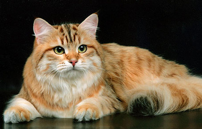 Золотистая сибирская кошка