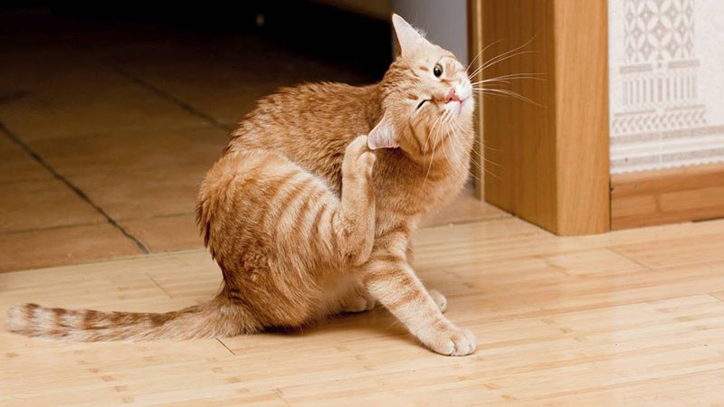 При отите кот часто чешет уши