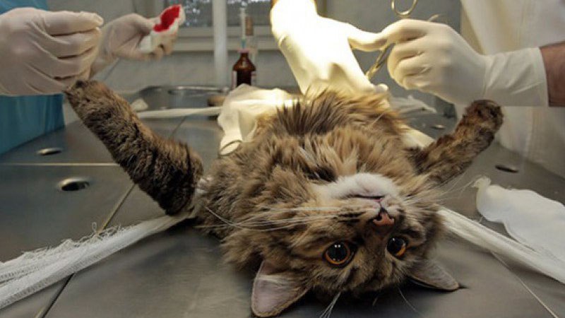 Кошка во время операции находится под наркозом