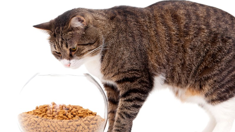Чем кормить кошку во время линьки