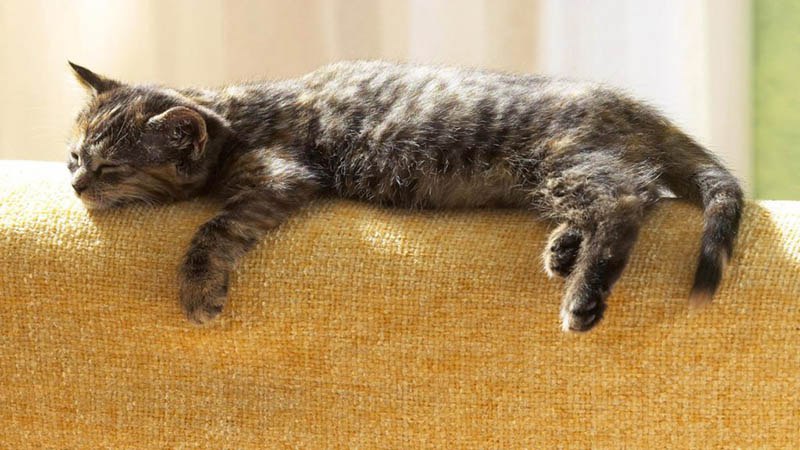 Кошка любит спать на мягкой мебели и высоте