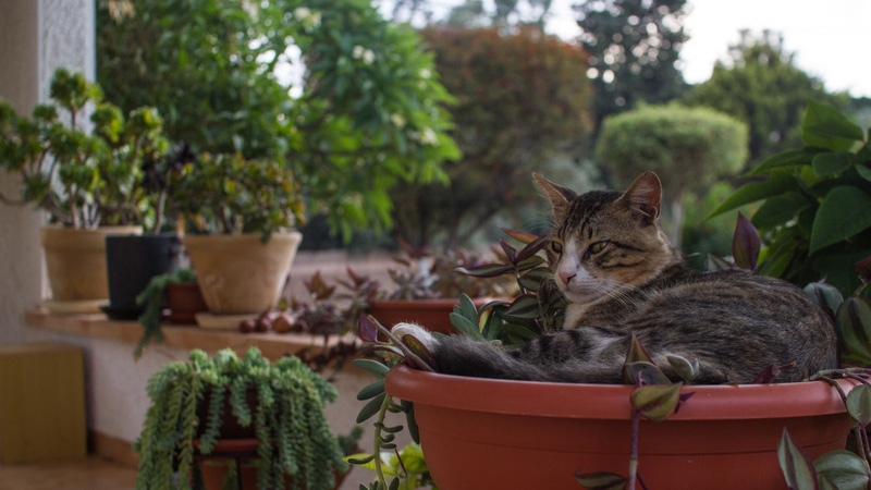 Почему кошка портит комнатные растения