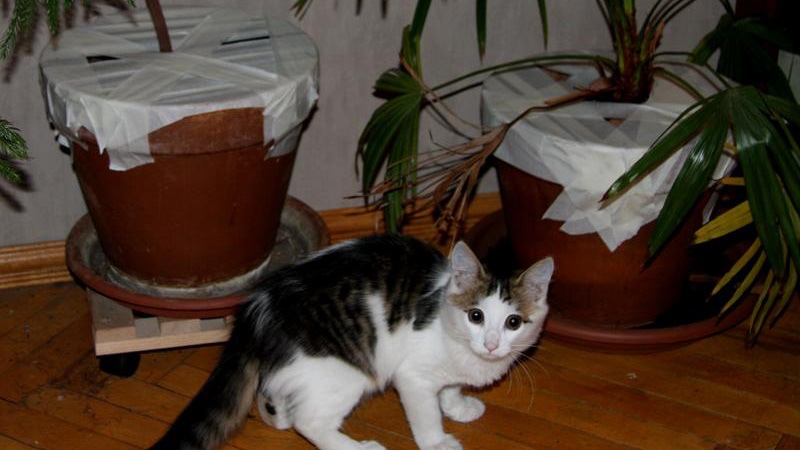 Что делать, если кошка успела съесть ядовитые растения в доме