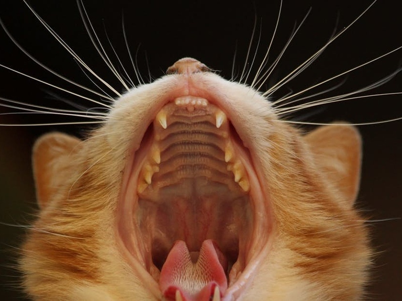 У кота неприятный запах изо рта Причины запаха изо рта у кота