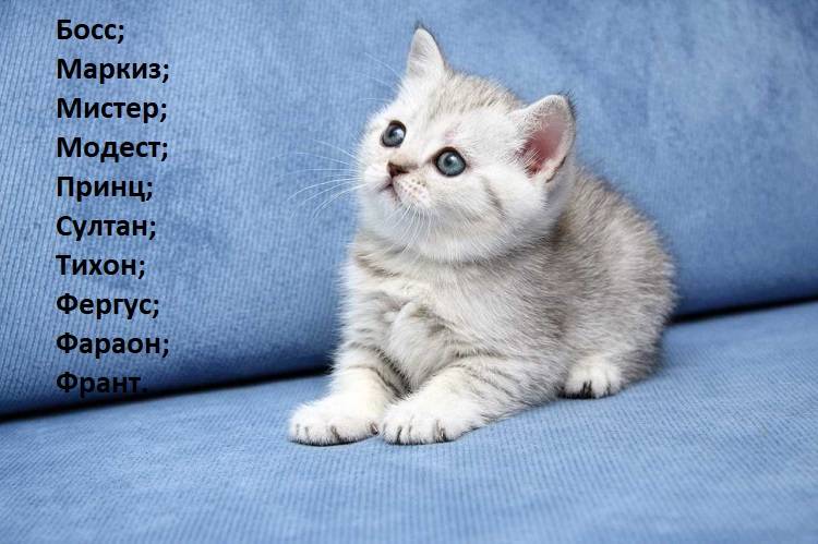 Красивые имена для котенка девочки: Имена и клички для котят девочек .