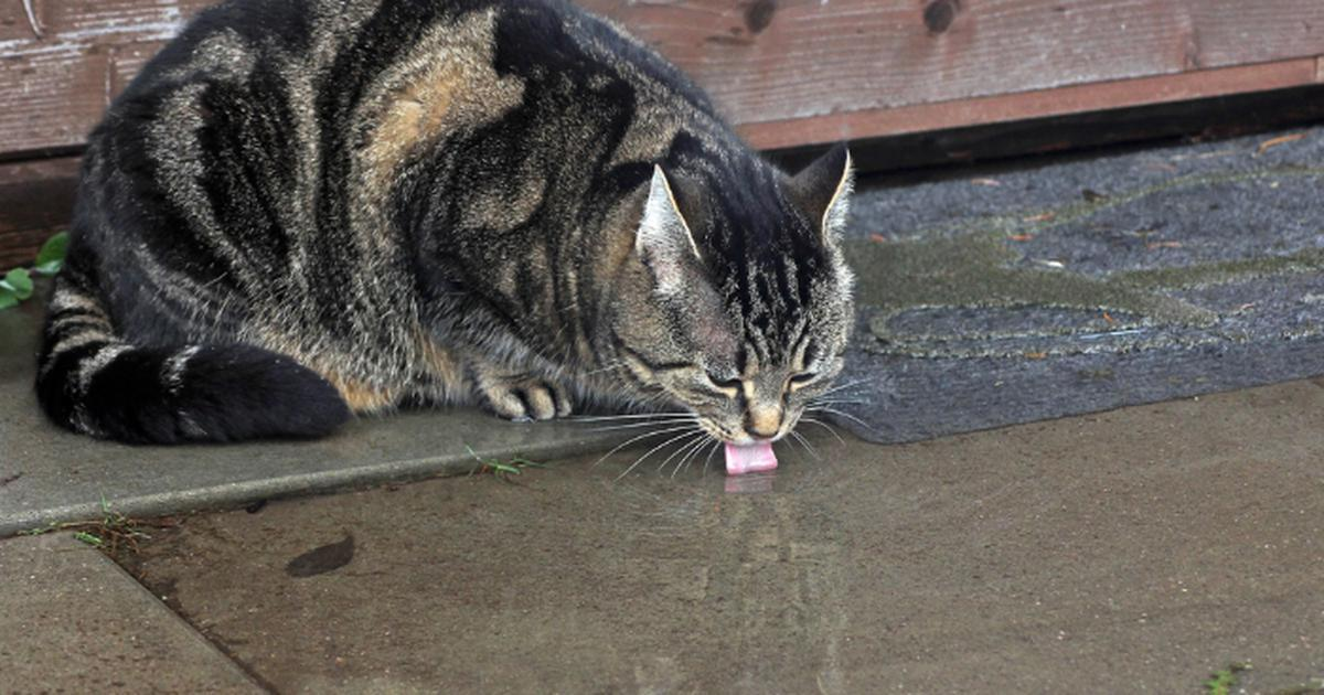 Коты пьют из лужи. Кошка пьет из лужи. Кот пьет воду из лужи. Кот убеждает кота. Как заставить кошку пить