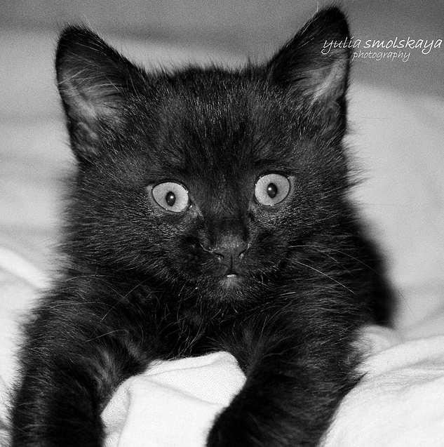 Черно белый котенок девочка. Имена для котят мальчиков черных. Кличка для котенка черного цвета. Красивые имена для котят мальчиков черного цвета. Имя для черного котенка черного цвета.
