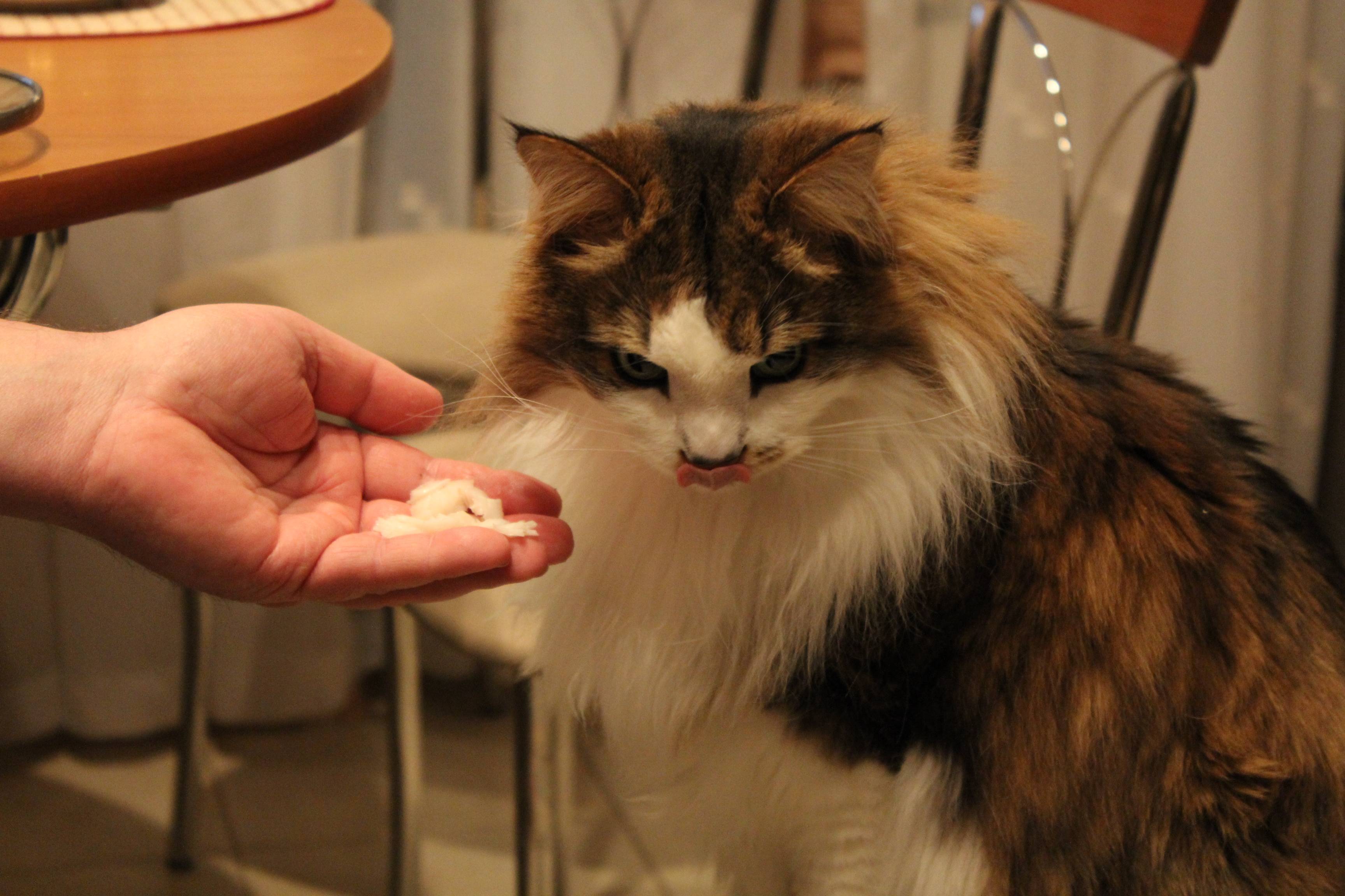Печень у кошки симптомы. Гепатит у кота симптомы. Заболевания печени у кошек. Гепатит у кошек симптомы.