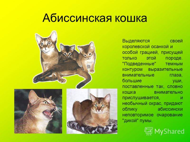 Рассмотрите фотографию кошки породы абиссинская и выполните. Породы кошек и характер. Породы кошек с описанием. Сообщение о Абиссинской кошке. Порода кошек абиссинец характер.