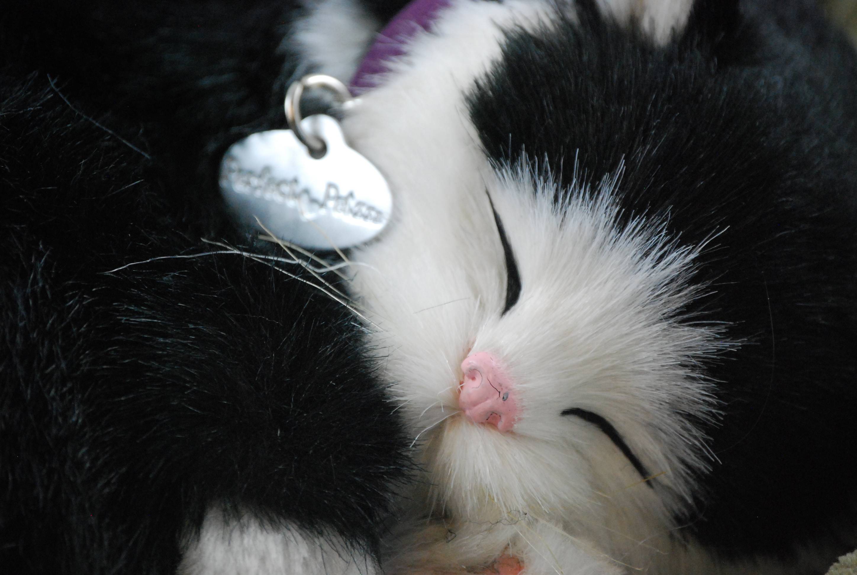 Кошка часто дышит ртом. Кошки лечебные животные. Котенок часто дышит во сне.