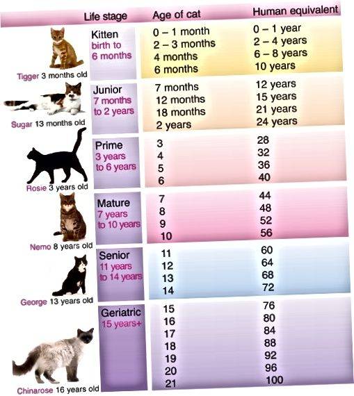 Сколько кошачьих лет по человеческим меркам. Возраст кошек и собак на человеческий Возраст таблица. Кошачий Возраст на человеческий таблица по годам таблица. Возраст собаки шпиц по человеческим меркам таблица по годам. Кошачьи года на человеческие.