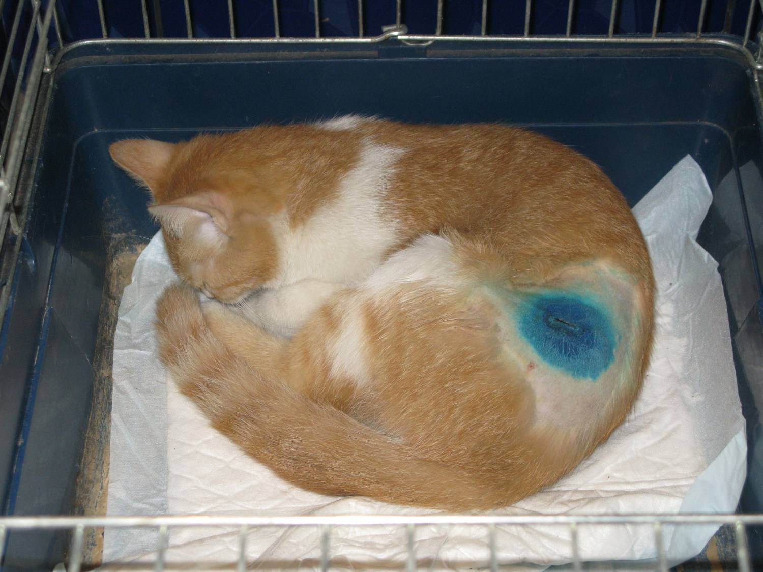 Скольки месяцев можно стерилизовать кошку. Кошку простерилизовали.