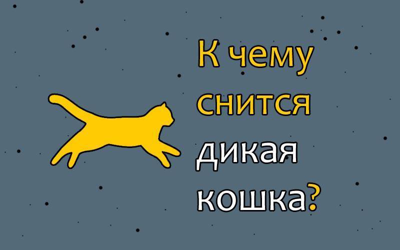 Кошка под кроватью сон