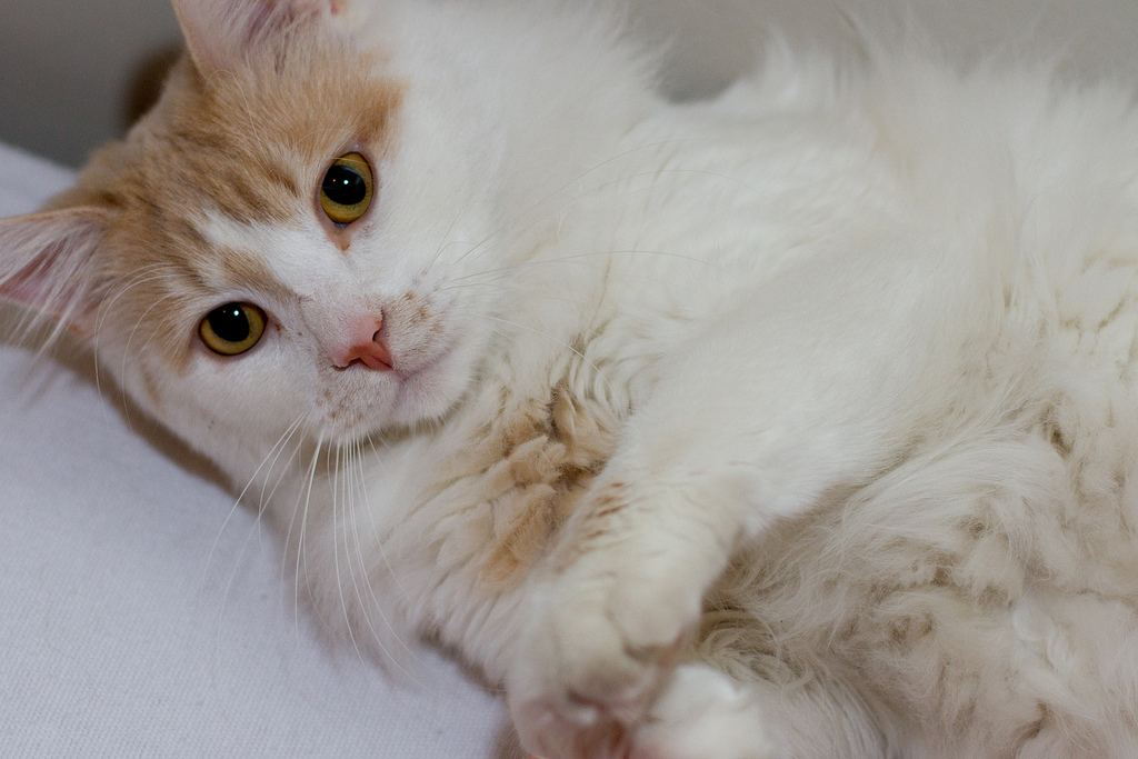 Ван кошки фото. Турецкий Ван кошка. Ван (турецкая кошка Ван). Турецкий Ван рыжий гладкошерстный. Турецкий Ван рыжий котенок.
