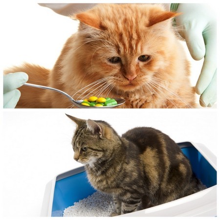 Слабительные препараты для котов 