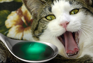 дозировка лекарства для кошек