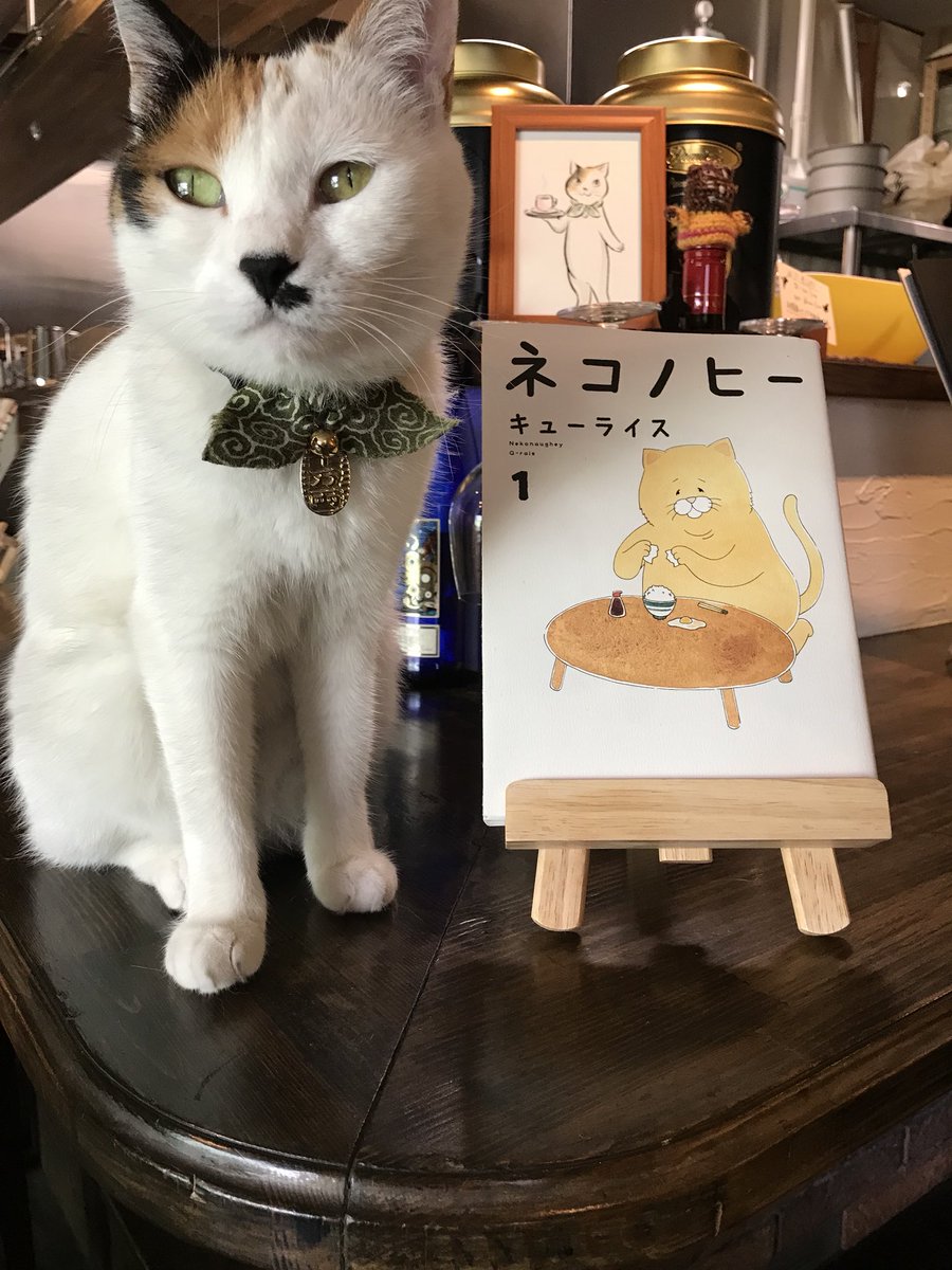 Кафе Япония с котами