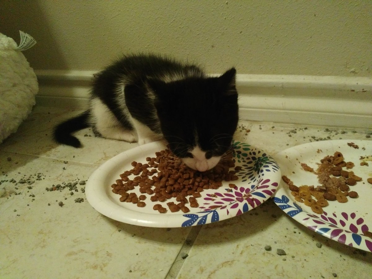 Кошка блюет и не ест