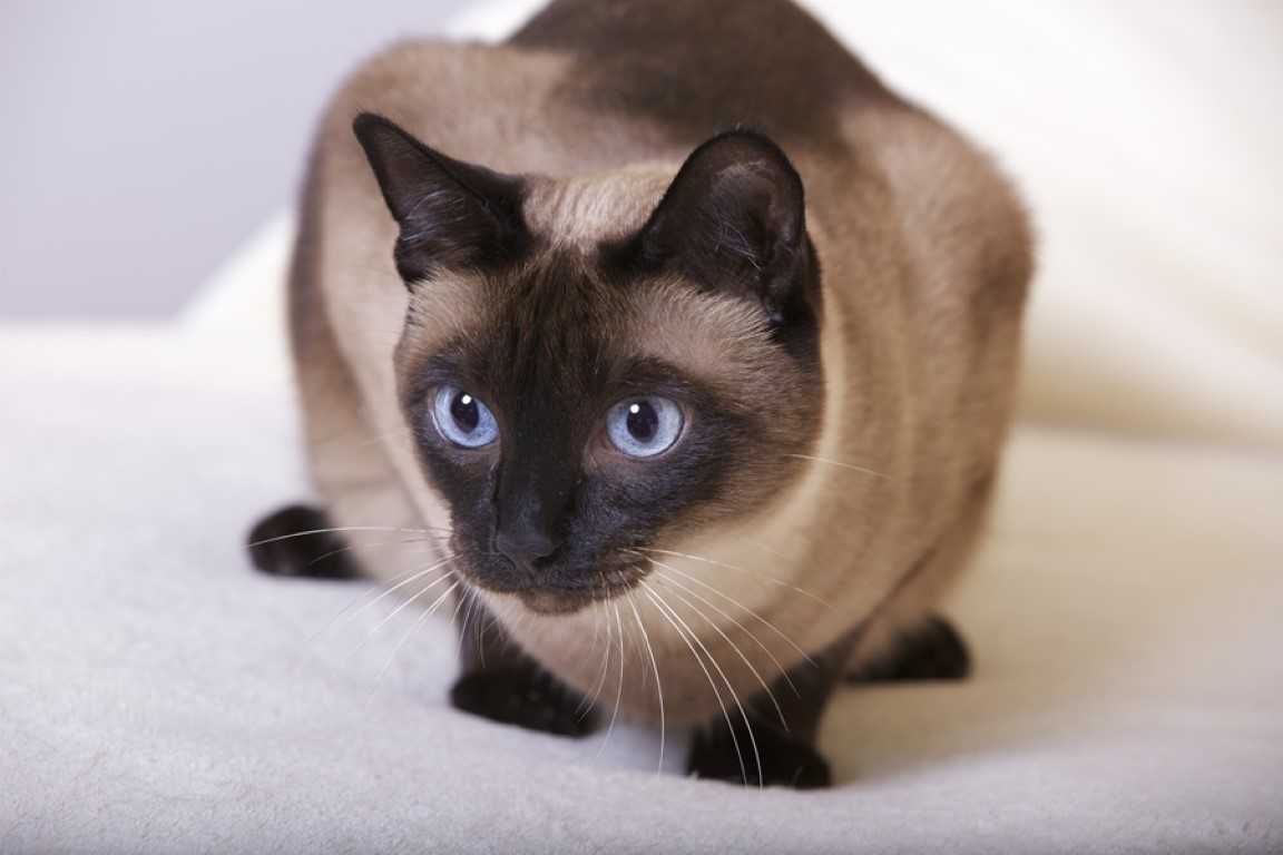 Фотографии кошек породы сиамских кошек. Сиамская кошка. Сиамец гладкошерстный. Сиамская кошка породистая. Сиам кошка Сиамская.