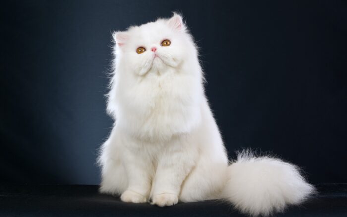 шотландская вислоухая кошка описание породы с фото