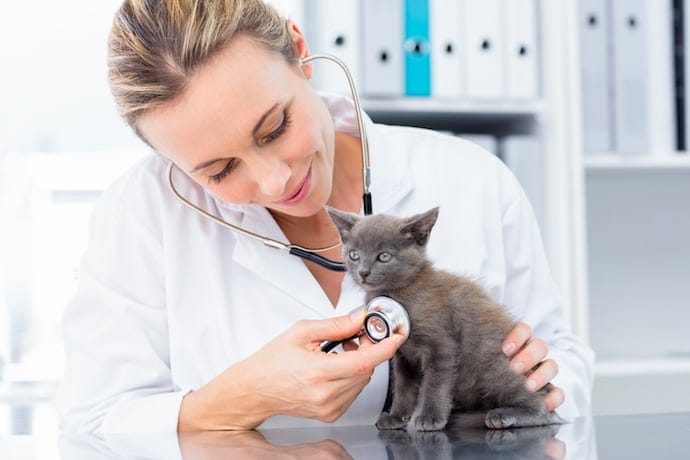 Veterinary cat vomiting support