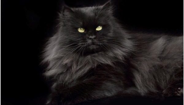 Чёрная сибирская кошка из московского питомника