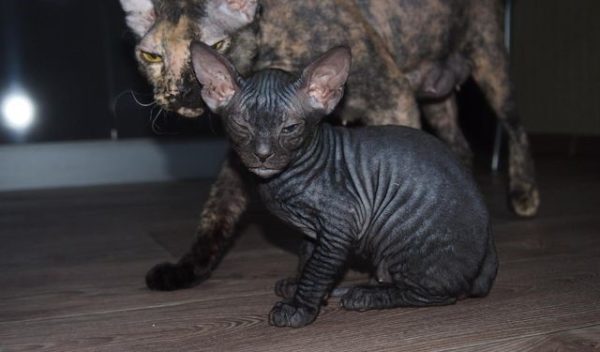 Чёрный сфинкс с черепаховой мамой-кошкой