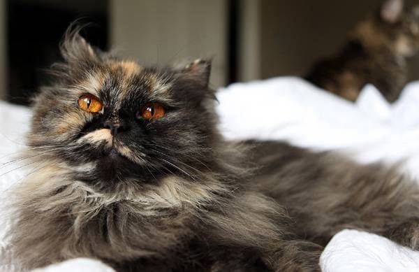Длинношерстная персидская кошка-«торти»