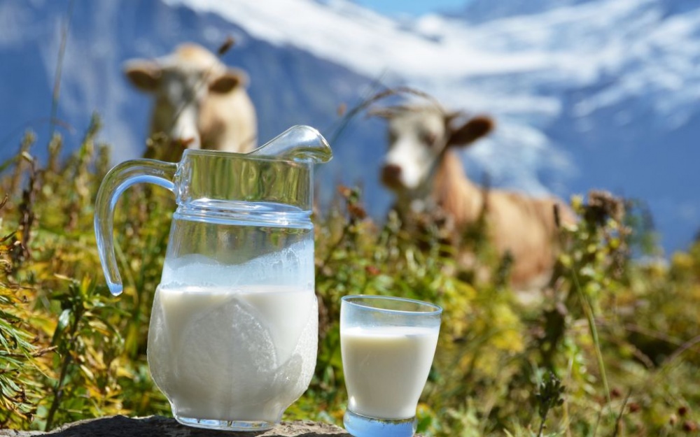 Кормить кота коровьим молоком не только бесполезно, но и опасно для его здоровья