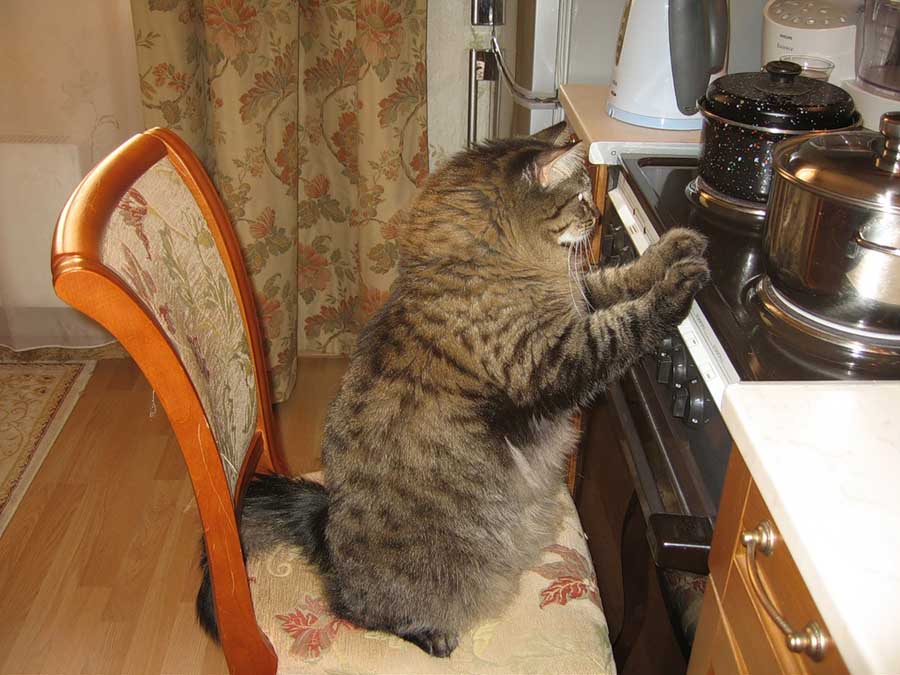Кухня владельца для кота должна быть настрого закрыта