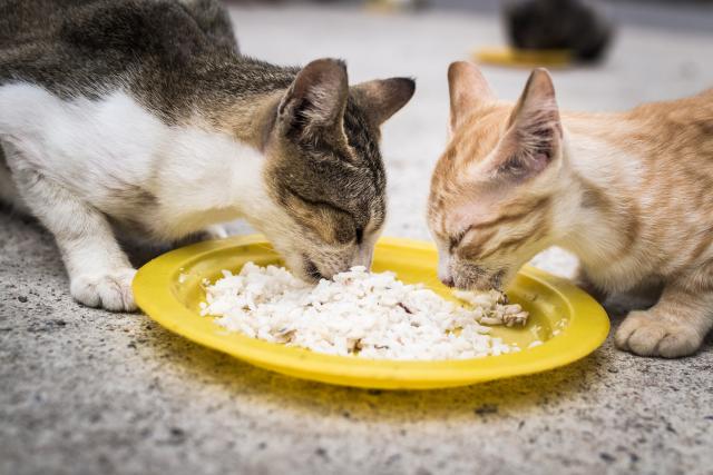 Лечебная диета кота часто бывает на рисовой основе