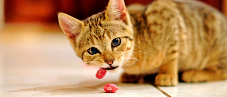 Поскольку организм котенка еще не сформировался, следует со всей серьезностью подходить к его питанию