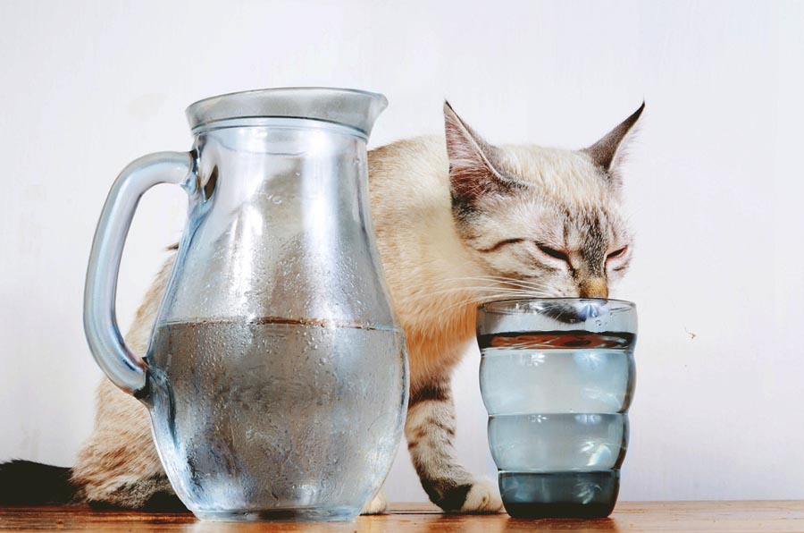 Редкое потребление котом воды не означает, что на ней можно экономить